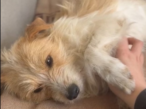 Un perro resultó herido al quedar atrapado en una reja en Altos de San Lorenzo