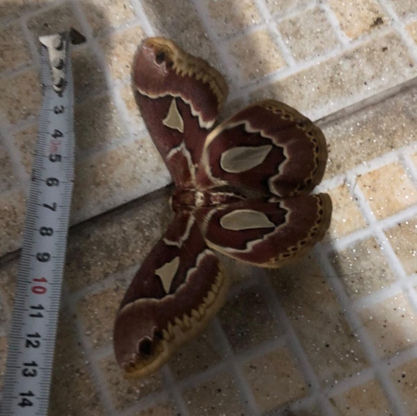 Una vecina de La Plata descubrió una mariposa gigante en su patio