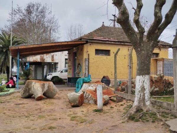 Indignación en Arturo Seguí por la tala de un árbol histórico de más de 150 años