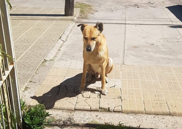 Falleció la dueña de un perro en La Plata y él todavía la espera en su casa: "Lo dejaron abandonado"