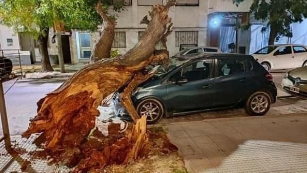 Por los fuertes vientos, un árbol de gran porte se cayó encima de un auto estacionado en 14 entre 35 y 36