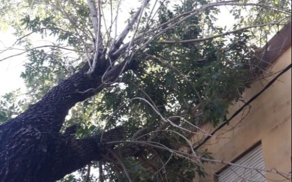 Temor en 60 y 137 por un árbol tumbado por la tormenta