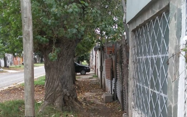Vecinos temen por un árbol que está a punto de caerse en 35 entre 131 y 132