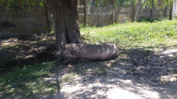 Cuidado, chancho suelto en La Plata: un vecino captur&oacute; el momento