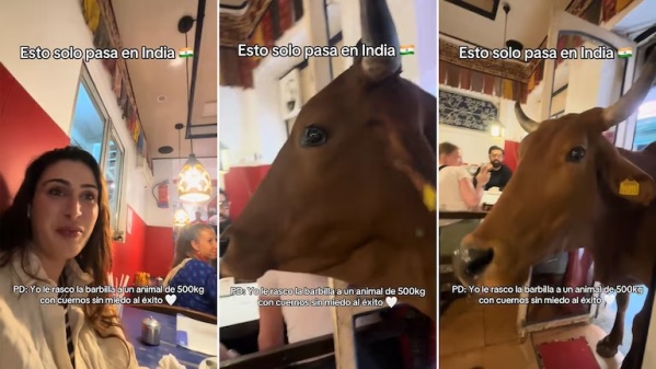 Estaban comiendo en un bar de la India y se les apareció una vaca de sorpresa