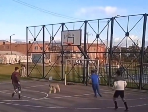 Les faltaba el arquero, pusieron a un perro y el "picadito" se viralizó en redes