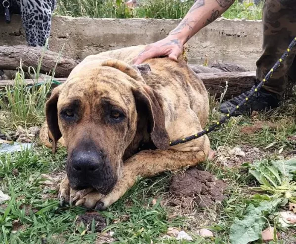 Rescatan a dos perros desnutridos y atados en una vivienda de Melchor Romero