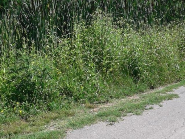 Vecinos reclaman que se corte el pasto en 50 entre 164 y 165