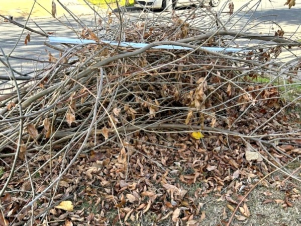 Vecinos de Gorina reclaman por la recolección de ramas