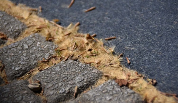 Proponen prohibir la plantación de plátanos en La Plata por su impacto en la salud