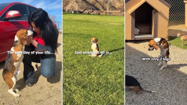 Un perro nacido sin patas llamó la atención de millones de personas en redes tras pasar un día de ensueño