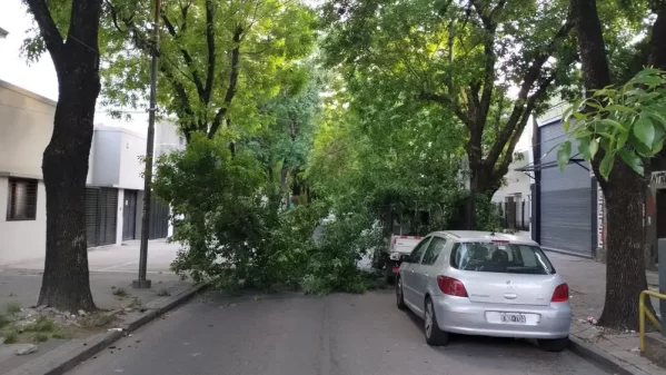 Un árbol cayó sobre una camioneta en pleno centro platense