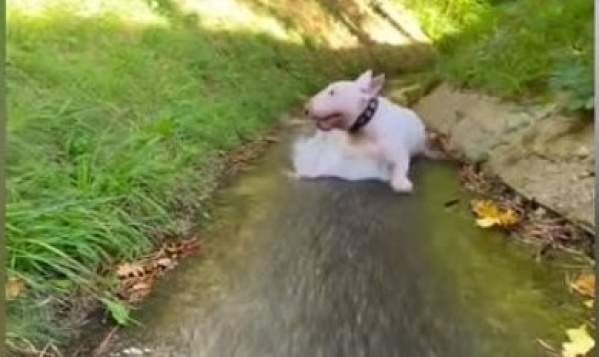 Este perro la pasa genial desliz&aacute;ndose por un riachuelo