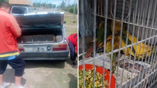 Rescatan a un menor y a siete loros pintados con lavandina en Melchor Romero