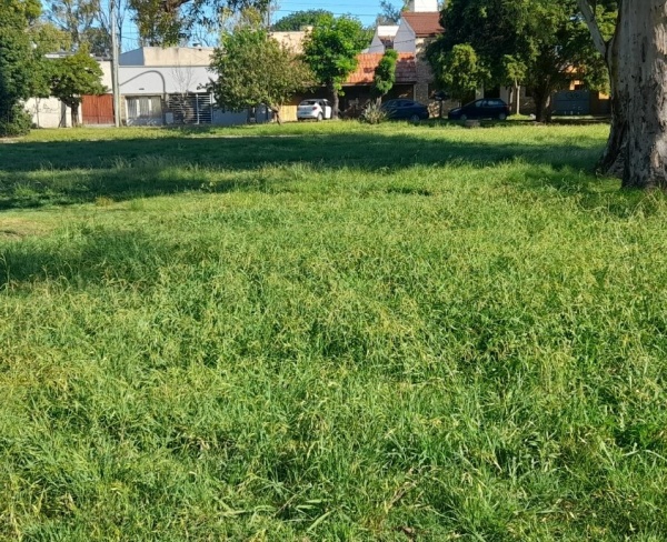 Vecinos se quejaron por la altura del pasto en la rambla de 32
