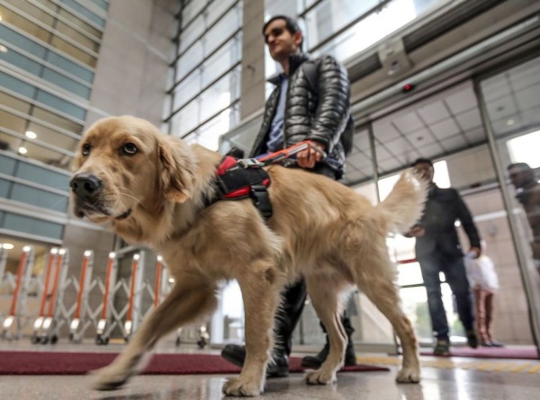 "No" al derecho de admisión para personas con discapacidad acompañadas por un perro en La Plata: radiografía del proyecto