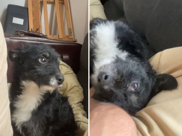 Lo retaron y respondió con mimos: El tierno video de “Peceto” el perro platense que enamoró en las redes