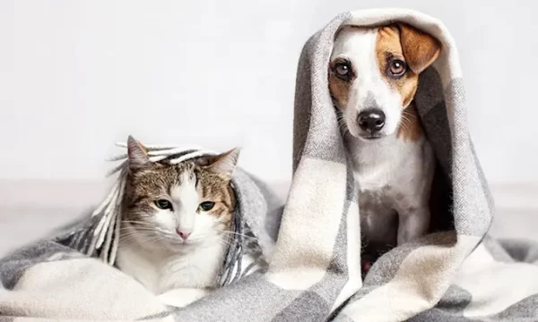 Lanzaron una convocatoria para que sea Ley la Licencia Laboral por enfermedad de mascotas