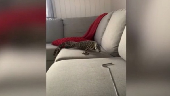 Este hombre tiene un lagarto gigante como amigo fiel