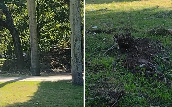 Vecinos se quejaron por los árboles arrancados en parque Saavedra