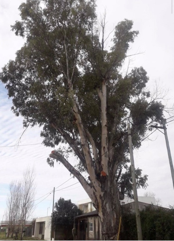 Piden la urgente poda de un árbol en Ringuelet, temen que se caiga