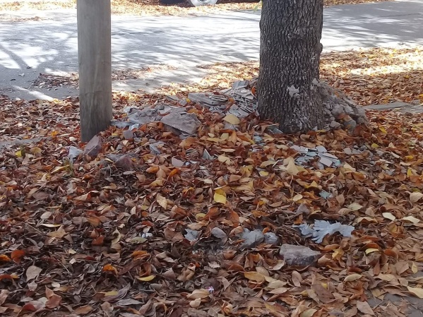 Piden que limpien las calles y veredas llenas de hojas: "No pasan nunca"