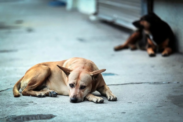 Rescatan a dos perras en estado de abandono y maltrato en Melchor Romero