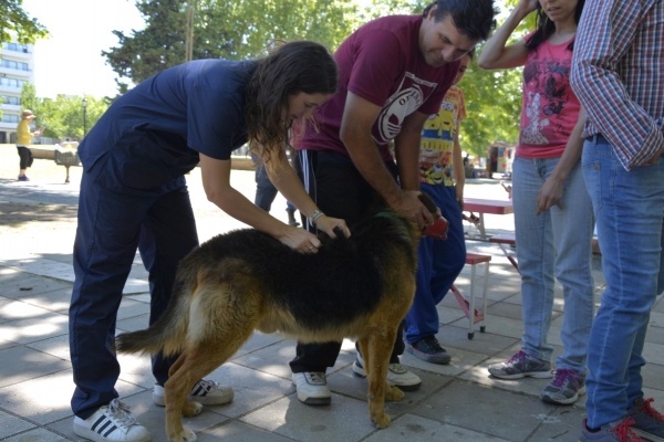 Seis puntos de La Plata se preparan para recibir una jornada de vacunación antirrábica: Uno por uno donde van a estar