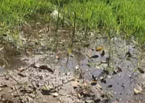 "Parece una pileta pública", vecinos de Villa Castells denuncian una gran perdida de agua