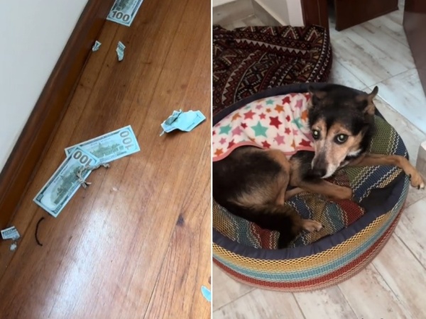Dejó cientos de dólares al alcance y el perro cometió la peor travesura: "¿Y ustedes qué harían?"