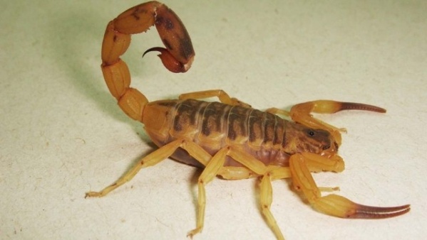 Cu&aacute;les son los cuidados ante la presencia de alacranes en La Plata: el comunicado de la Municipalidad