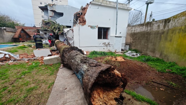 Impactante: Se desplomó una palmera sobre una casa en barrio La Loma de La Plata