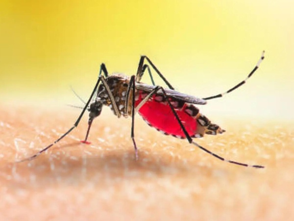 Se confirmó la segunda muerte por encefalitis equina en la provincia