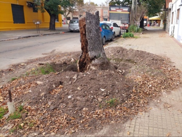 Le cortaron un árbol en la vereda de su casa de La Plata y lo dejaron hecho "un desastre"