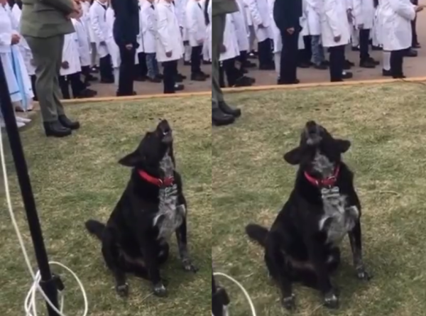 “El ladrido sagrado”: furor por un perro que cantó el himno en pleno acto escolar