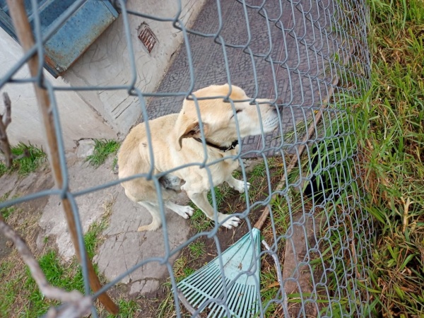 Filman a un perro sin una patita y desnutrido pasando frío en una casa de Tolosa: "Miren, así tiene el perro esta condenada"