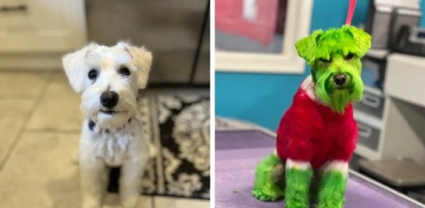 Una mujer llev&oacute; a su perro a la peluquer&iacute;a canina para que le hicieran un cambio de imagen navide&ntilde;o