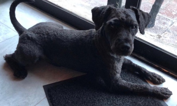 Vieron cómo tiraban un perro de un auto en Gonnet y creen que podría ser robado