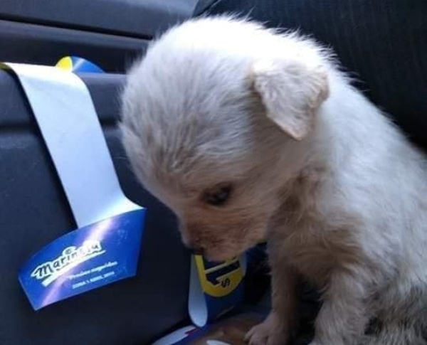 La imagen de una perrita triste recién rescatada de una bolsa de basura