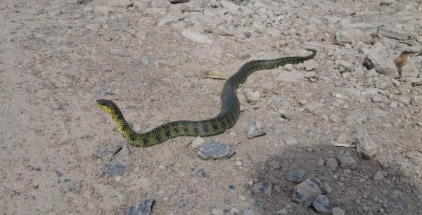 Sorpresa en La Plata: Hallaron una serpiente de más de un metro en Barrio Aeropuerto