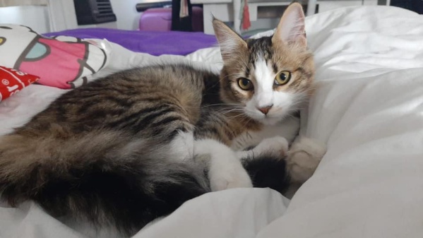 Ofrecen recompensa a quien encuentre a Kiro