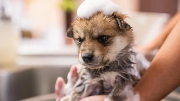 Secador de pelo sí o no: cómo bañar a tu mascota en invierno