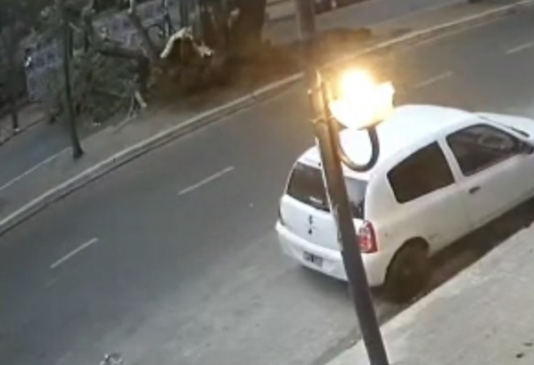 Temporal en La Plata: el momento exacto donde se parte un árbol de avenida 44 por las ráfagas de viento