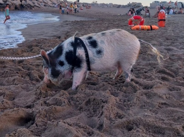 El paseo de una peculiar mascota llamó la atención de todos en Mar del Plata