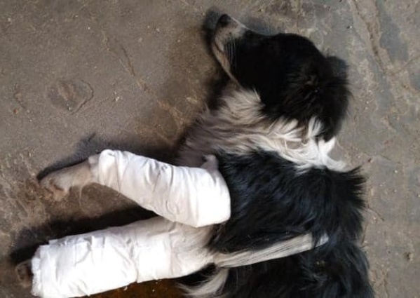 Chichilo, el perrito atropellado en Berisso que necesita la ayuda de todos