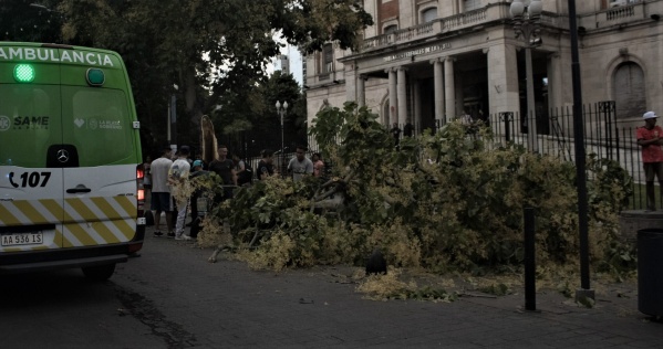 Un &aacute;rbol se cay&oacute; encima de una se&ntilde;ora en el centro de La Plata