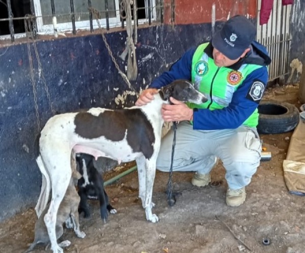 Rescataron a una galga en estado crítico y detuvieron a un hombre por maltrato animal en La Plata