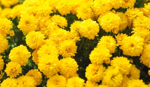 Flores amarillas: la tradición de primavera que nació en la ficción y conquistó las redes