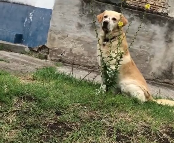 “De tal palo, tal astilla”: un joven volvía de una fiesta, se encontró con su perro en el medio de la calle y se hizo viral