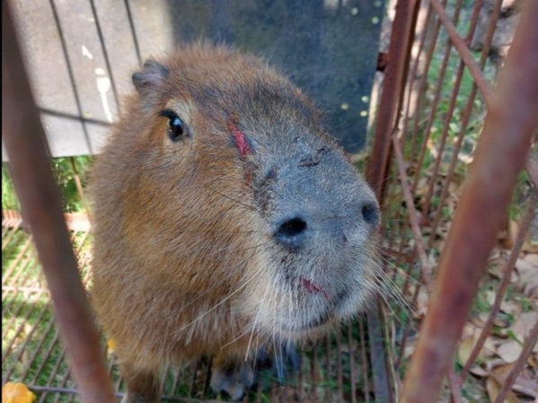 Rescataron un carpincho golpeado en La Plata y lo trasladaron al Bioparque